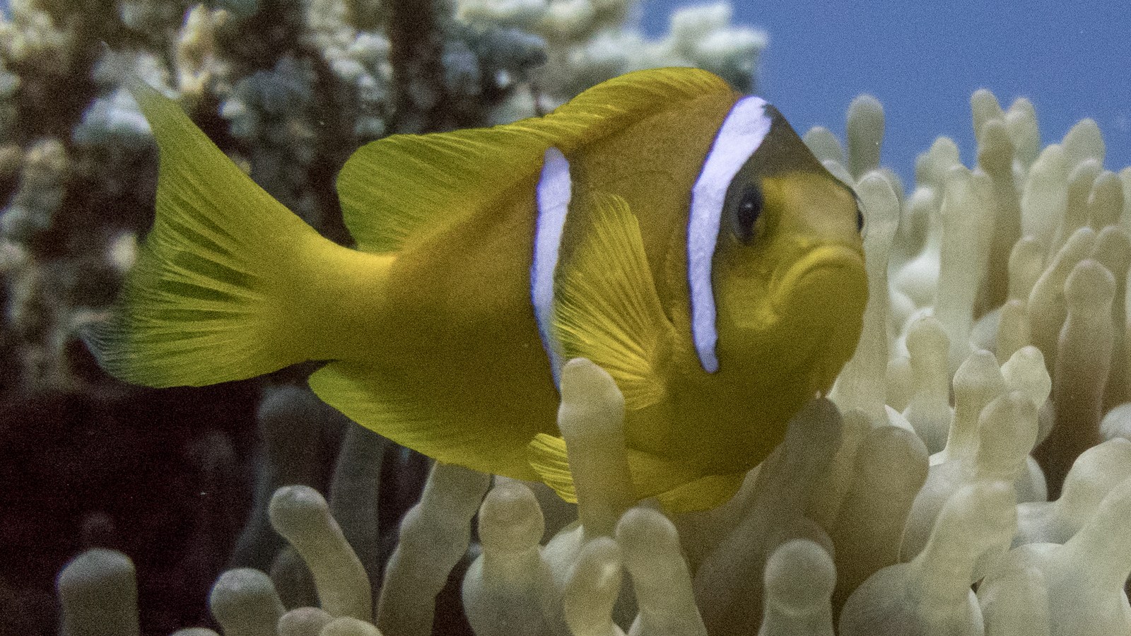 Clownfish